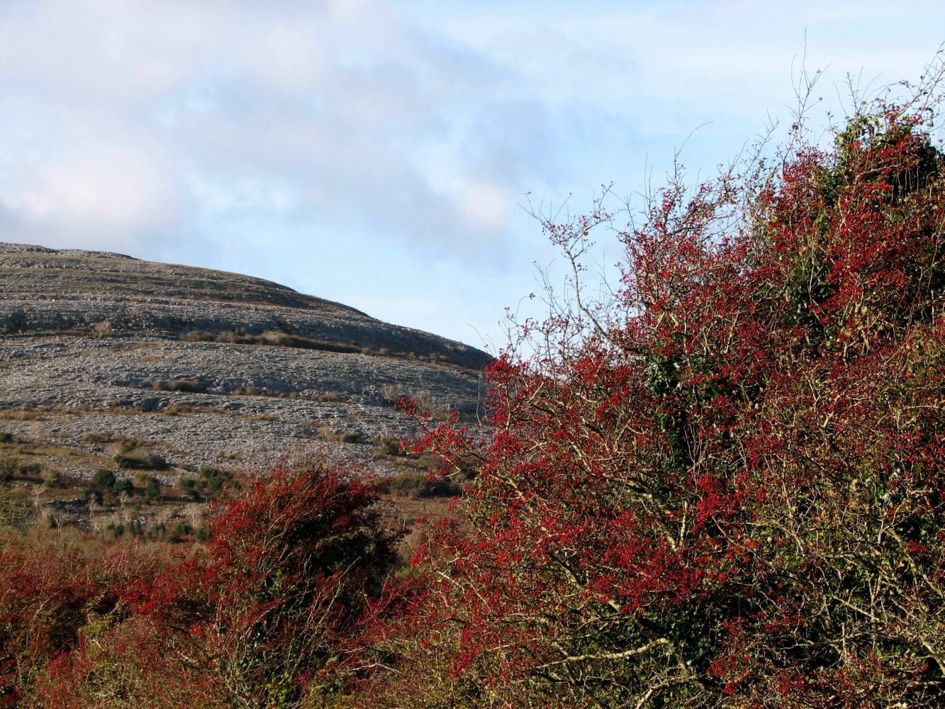 Bare tree among autumn-coloured scrub and limestone in the Burren, Ireland.